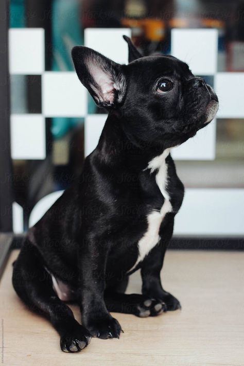 Black French Bulldog, Baby French Bulldog, Black French Bulldogs, Beautiful Puppies, Bulldog Francese, Bulldog Breeds, Frenchie Bulldog, Frenchie Puppy, Cute French Bulldog