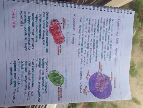 Sorry it's not vertical 😞 Revision Board, Colourful Notes, Gcse Biology, Learn Biology, High Achiever, Diy Agenda, Colorful Notes, Cells Activity, Chemistry Notes