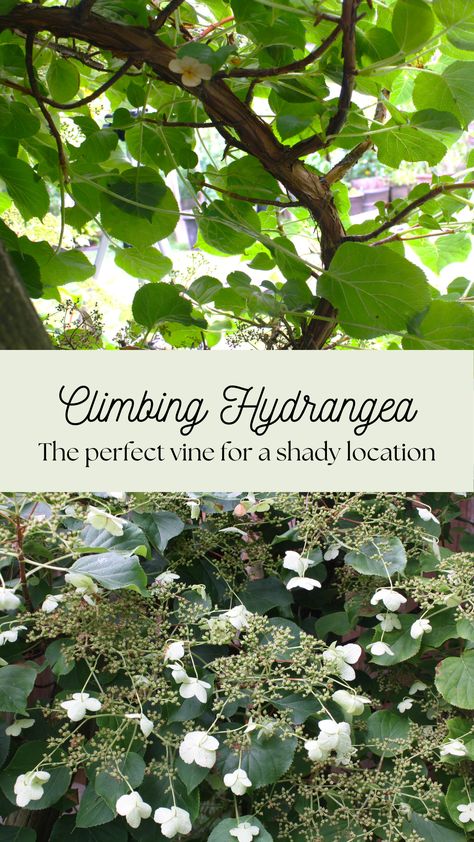 Climbing hydrangea, great plant that will grow in shade Hydrangea Climbing, Shady Border, Hydrangea Landscaping, Climbing Hydrangea, Small Ponds, Water Lighting, Potting Soil, Creepers, Have You Ever