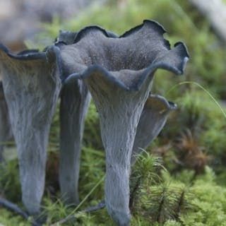 Black Trumpet Mushrooms, Trumpet Mushroom, Magic Faraway Tree, Trumpet Mushrooms, The Magic Faraway Tree, Faraway Tree, Lichen Moss, Mushroom Pictures, Plant Fungus