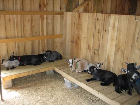 Click this image to show the full-size version. Goat Playground, Goat Toys, Keeping Goats, Goat Shed, Goat Pen, Goat Shelter, Mini Goats, Pet Goat, Goat House