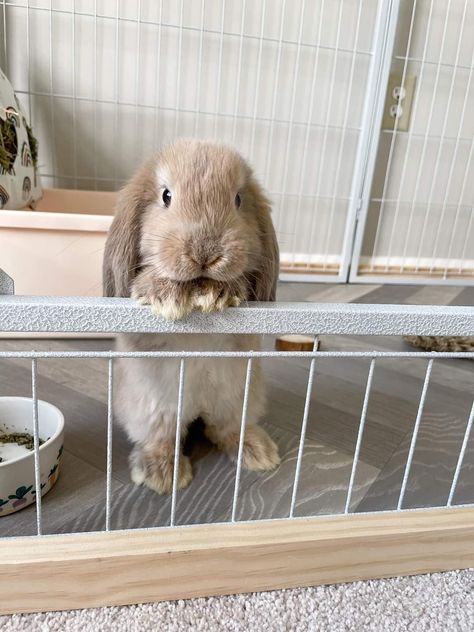 Cutest Bunny Ever, Rabbit Enclosure, Bunny Room, Pet Bunny Rabbits, Indoor Rabbit, Bunny Care, Cute Bunny Pictures, Bunny Cages, Bunny Mom