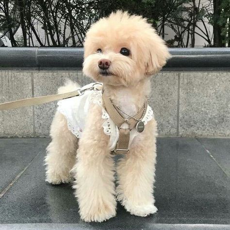 Maltipoo Haircuts, Toy Poodle Haircut, Puppy Haircut, Maltipoo Dog, Poodle Haircut, Dog Mommy, Poodle Grooming, Very Cute Puppies, Dog Haircuts