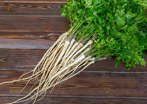 Parsley Root Ideas Parsley Root, Parsley Recipes, Vegetable Mixes, Tips For Cooking, Kitchen Basics, Seed Germination, Organic Seeds, Parsnips, Growing Herbs