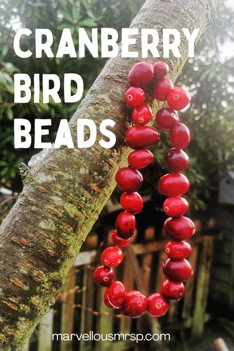 Christmas Bird Feeders Diy, Christmas Bird Feeder, Environmental Club, Winter Bird Feeders, Backyard Habitat, Homestead Lifestyle, Liturgical Living, Yule Celebration, Winter Foods