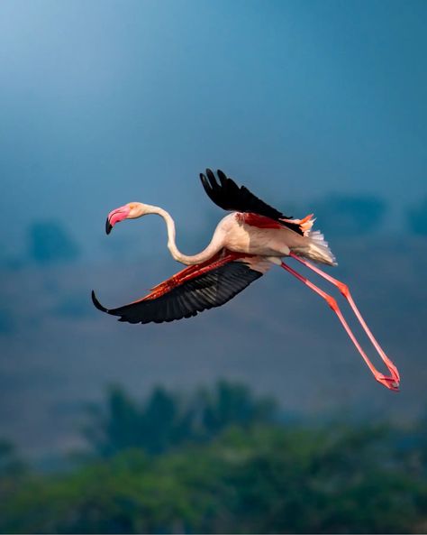 Graceful flight of Greater flamingo 🦩💗✨ Photo by @vishallokare_wildlife Shot on @nikonindiaofficial #birdphotography #wildlifephotography #naturecapture #birdwatching #naturelovers #birding #wildlifeinfocus #birdsofinstagram #explorenature #wildlifewonder #instagood #naturephotography #nikon #ngtindia #nikonphotography #birdphotography #wildlifemagic #bbcearth #Nature #vishals_wildlife #maharashtra #maharashtraunlimited #nargeoindia #photographer #photogrpahy Greater Flamingo, Flamingo Photo, Explore Nature, Nikon Photography, Birdwatching, Bird Photography, Bird Watching, Map Art, Wildlife Photography