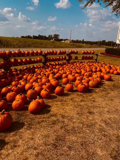 Aesthetic Fall Pumpkin, Pumpkin Patch Background, Fall Pumpkin Patch, Fall Aesthetics, Vintage Halloween Art, Pumpkin Wallpaper, Zepeto Background, Spooky Fall, Pumpkin Patches