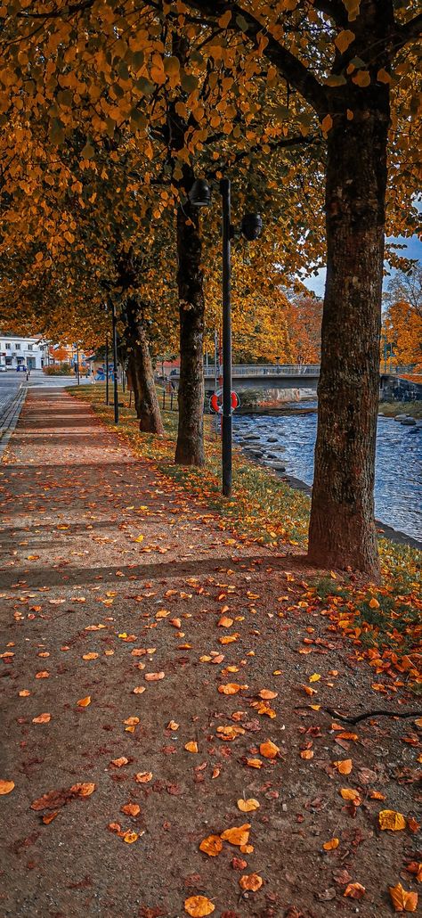 The most beautiful aesthetic leaves falling in Sweden, Uddevalla riverside Autumn In Sweden, Sweden Aesthetic, Aesthetic Leaves, Leaves Falling, Fall Yall, Beautiful Aesthetic, Best Seasons, Autumn Aesthetic, I Fall