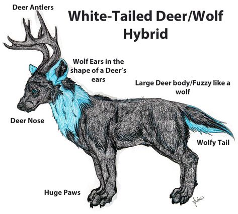 Wolf Deer Hybrid, Deer Hybrid, Deer Ears, Wolf Hybrid, Wolf Ears, Whitetail Deer, Deer Antlers, Dog Art, Album Archive