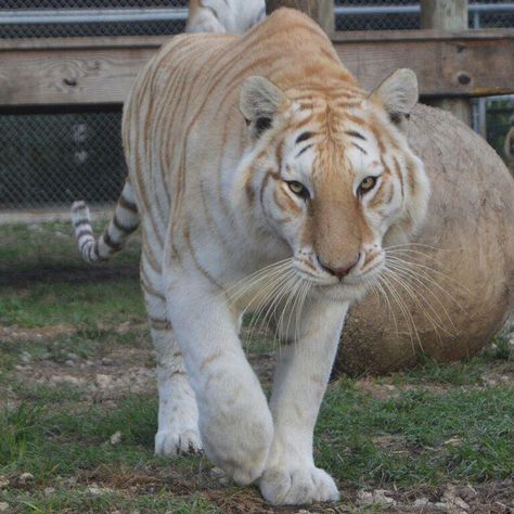 Golden Tabby Tiger, Tabby Tiger, Golden Tabby, Tiger Pictures, Golden Tiger, Cat Reference, Interesting Animals, Cat Pose, Tiger Art