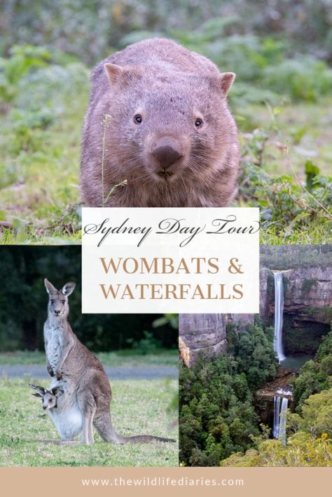 Wombats, Kangaroos and Waterfalls - An Amazing Day Tour from Sydney Eastern Grey Kangaroo, Kangaroo Valley, Australia Itinerary, Australia Backpacking, Wildlife Travel, Oceania Travel, Ancient Forest, Saved Pins, The Blue Mountains