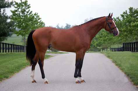 Dutch Warmblood Horse, Horse Types, English Thoroughbred, Belgian Warmblood, Belgian Draft Horse, Horse Colours, Different Horse Breeds, Horse Standing, Dutch Warmblood