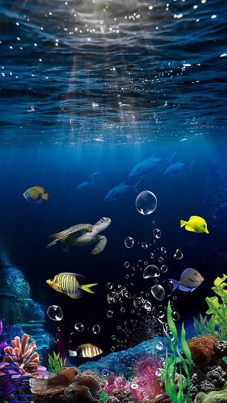 Aquarium Wallpaper, Ocean Creatures Art, Ocean Wallpapers, Wallpapers Home Screen, Aquarium Live Wallpaper, Fish Pool, Underwater Wallpaper, 헬로키티 배경화면, Fish Background