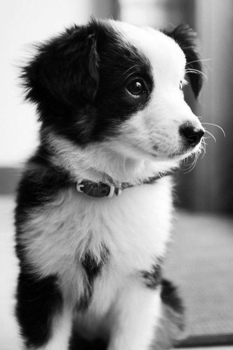 border collie puppy Collie Puppies, Super Cute Puppies, Puppy Dog Eyes, Dog Facts, Airedale Terrier, Dog Eyes, Blue Heeler, Cute Creatures, Newfoundland