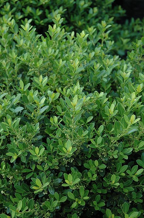 Hoogendorn Japanese Holly (Ilex crenata 'Hoogendorn') at Stauffers Of Kissel Hill Evergreens For Shade, Japanese Holly, Fast Growing Shade Trees, Ilex Crenata, Holly Plant, Flowering Bushes, Rose Bushes, Orchid Garden, Orchids Garden