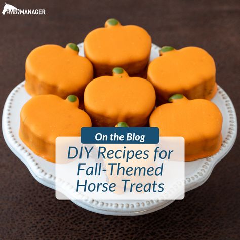 DIY Recipes for Fall-Themed Horse Treats - BarnManager Healthy Horse Treats Homemade, Carrot Horse Treats, Horse Show Food Ideas, Pumpkin Horse Treats, Horse Treat Recipes, Cookies For Horses, Horse Treats Recipe, Horse Cookies Recipes, Homemade Horse Treats