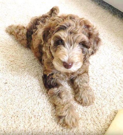 Merle Goldendoodle Puppy, Chocolate Merle Goldendoodle, Whoodles Dog, Merle Labradoodle, Merle Goldendoodle, Doodles Puppies, Brown Goldendoodle, Miniature Labradoodle, Labradoodle Breeders