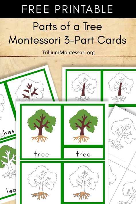 Free printable: parts of a tree Montessori 3 Part Cards Montessori Lesson Plans Template, Montessori Printables Free, Parts Of A Tree, Montessori Lesson Plans, Natural Learning, Montessori Cards, Montessori Printables, Montessori Lessons, Montessori Practical Life