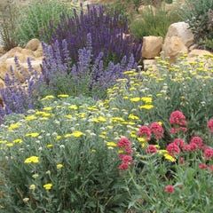 Easy Garden Design With Pre-Planned Gardens | High Country Gardens Villa Architecture, High Country Gardens, Country Gardens, Jethro Tull, Drought Resistant, Landscaping Supplies, Water Wise, Landscape Plans, Drought Tolerant Plants