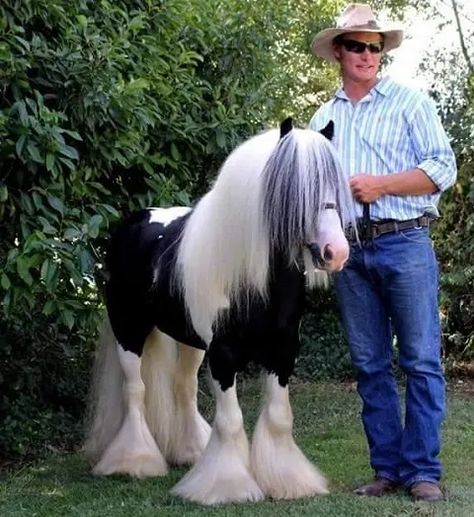 Vanner Horse, Horse Breeder, Welsh Pony, Pull Cart, Big Horses, Dream Horse, Mini Horse, Miniature Horse, Horse Owner