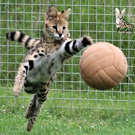 Evan Core, Therian Animals, Savanna Cat, Serval Cat, Savannah Cats, Serval Cats, Savannah Cat, Pretty Animals, Silly Cats