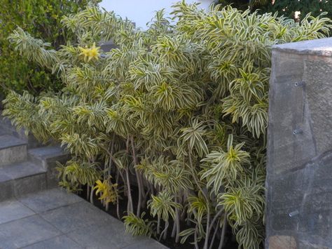 Dracaena reflexa - Song of India Dracaena Reflexa, Ophiopogon Japonicus, Picture Song, Garden Picture, Tropical Garden Design, Coronado Island, Backyard Plants, Large House, Plant Therapy