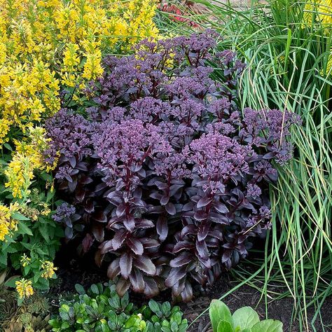 Sedum ‘Dark Magic’ | TERRA NOVA® Nurseries, Inc. Back In Black Sedum, Midnight Velvet Sedum, Night Embers Sedum, Verge Garden, Purple Sedum, Sedum Garden, Pleasure Garden, Dark Pink Flowers, Dark Foliage