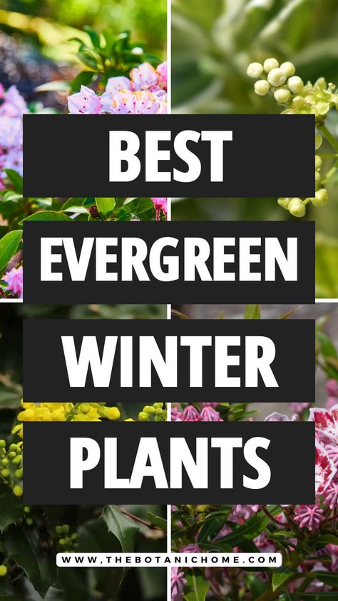 A colorful winter plants garden with evergreen shrubs, outside plants, and cold weather flowers creating a vibrant winter display. Cold Weather Flowers, Cold Weather Plants, Winter Flowers Garden, Winter Flower Arrangements, Winter Shrubs, Winter Floral Arrangements, Winter Greenhouse, Winter Vegetables Gardening, Outside Plants