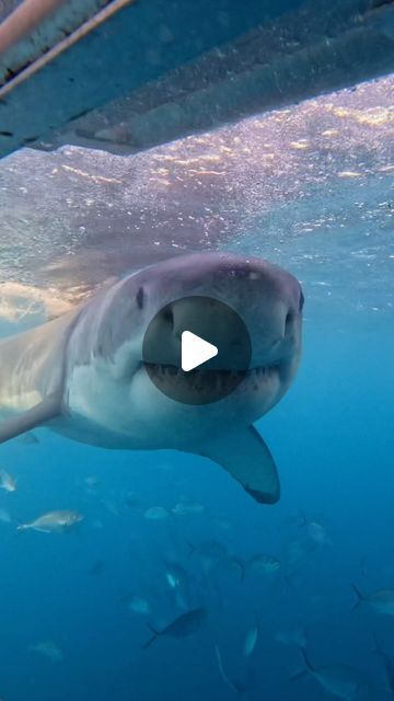 Andi Cross on Instagram: "This was the first time I’d ever seen a great white shark in the wild. She bit the cage tethers, disconnecting us from the boat. Because we were observing her from the surface, our regulators were not attached to our scuba kits, rather the boat. Needless to say, the banging you hear at the end of this clip was sounding the alarm, letting us know we needed to get out of the cage immediately.   That night, when I closed my eyes, I couldn’t get the visual of her out of my head. There’s nothing quite like seeing a great white shark this close. They are one of the greatest animals on earth in every way. Never have I been more humbled and thankful to witness pure marine perfection up close.   I think about this encounter a lot. I wonder when my next one will be. In fact Great White Shark Breaching, Whale Shark Wednesday, Great White Shark Pictures, Baby Great White Shark, Largest Great White Shark, Shark Facts, Shark Photos, Shark Pictures, Incredible Creatures