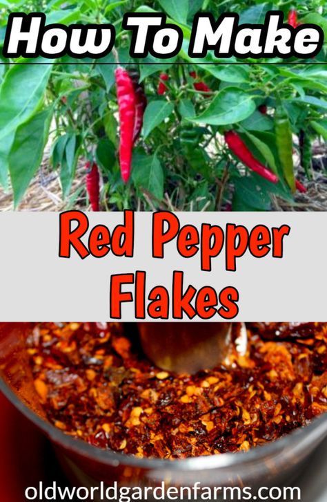 How To Make Your Own Red Pepper Flakes Using Fresh Peppers Chili Pepper Canning Recipes, Ring Of Fire Pepper Recipes, How To Make Red Pepper Flakes, Homemade Red Pepper Flakes, Dried Red Chili Peppers Recipes, Red Chili Pepper Recipes, Chili Peppers Recipes, Dry Chili Peppers, Dehydrating Peppers