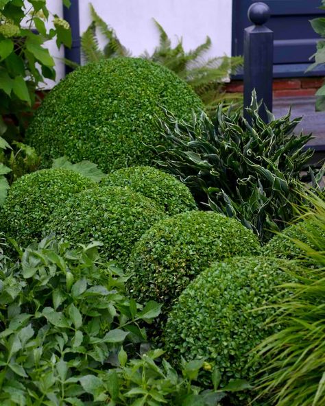 Topiary Tour – Clipped evergreens in my Garden – Herbidacious Allium And Boxwood, Taxus Baccata Ball, Yew Topiary, Alberta Spruce Topiary, Cloud Pruning, Topiary Balls, Buxus Sempervirens, Taxus Baccata, Parterre Garden