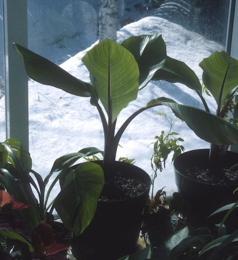 Banana Plant, Banana Plants, Overwintering, A Banana, Summer Garden, Garden Center, Bananas, Indoor Plants, Plant Leaves