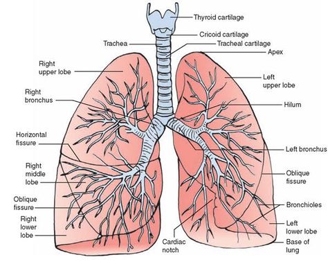 Lungs Diagram, Lower Respiratory Tract, Lungs Drawing, Respiratory System Anatomy, Human Respiratory System, Biology Diagrams, Lung Anatomy, Image Simple, Human Lungs