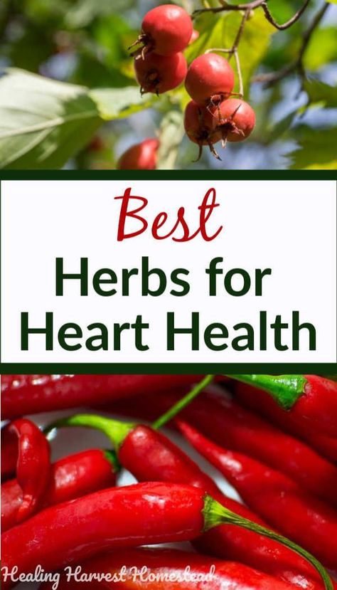 The BEST herbs and remedies to support your heart health are easy to find and use. Learn what these herbs are and their benefits and uses. Safe, effective use of natural herbs is vital for your cardiovascular system #heart #health #herbs #diet #remedy #supplement #wellness Herbs For Health, Natural Cough Remedies, Healthy Eating Habits, Natural Herbs, Natural Home Remedies, Medicinal Herbs, Heart Health, Healthy Living Tips, Herbal Medicine