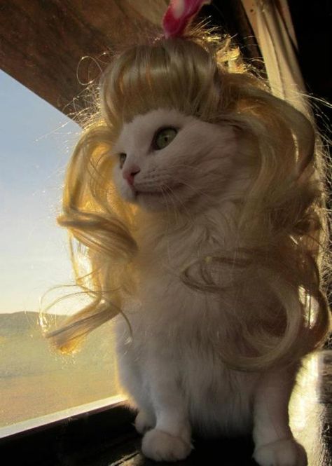 luxurious cat Blonde Cat Aesthetic, Jessa Aesthetic, Blonde Hair Meme, Cat Queen, Cat With Bangs Wig Meme, Bunny Food, Ielts Exam, Kim Zolciak, Cat Dressed Up