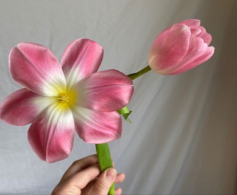 Open Tulips, Opened Tulips, Tulips Open, Pink And Orange Tulips Aesthetic, Open Tulip, Flower Pink Tulip, Reflexed Tulips, Junk Kouture, Tulip From Above