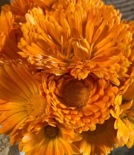 One of the easiest grown flowers in my gardens. Our calendula is homegrown with organic practices which we use in our Calendula Salves. Common Uses: Chapped Lips, Itchy Dry Skin, Minor Cuts/burns, Bug Bites, Baby Care and small animal care. I have been able to empty my medicine cupboard of all the poison, I once used Calendula Flower Aesthetic, Calendula Aesthetic, Colour Moodboard, Moodboard Pics, Calendula Salve, Books Fanart, Inktober 2023, Oc Aesthetic, The Poison