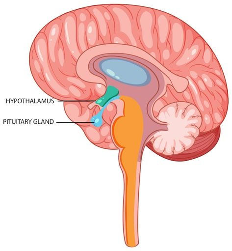 Hypothalamus Drawing, Hypothalamus And Pituitary Gland, Brain Models, Basic Anatomy, Brain Images, Basic Anatomy And Physiology, Pituitary Gland, Cartoon Svg, Pineal Gland