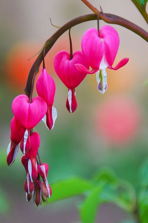 Bleeding hearts, with their characteristic heart-shaped flowers and fern-like foliage, make a vivid statement in shady spots of the garden. It is easy to see why this plant is so popular. Discover how to grow your own bleeding hearts now with Gardener's Path. #bleedinghearts #shade #gardenerspath Fall Plants, Shade Plants, Unique Flowers, Arte Floral, Exotic Flowers, Fort Myers, Flower Heart, Flower Pictures, Garden Seeds