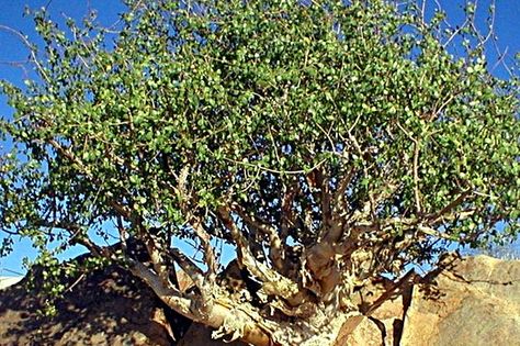 Myrrh Herb - Health Benefits and Side Effects Commiphora Myrrha, Permaculture Orchard, Herb Uses, 39 Clues, Rice Syrup, Essential Oil Distiller, Myrrh Oil, Myrrh Essential Oil, Succulent Bonsai