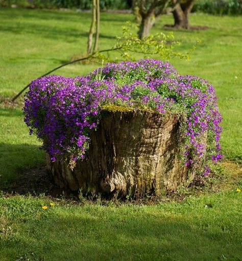 To me the most amazing gardening and landscaping concepts are those which make use of the existing natural features of a property. A lot of people spend a ridiculous amount of money and effort to get rid of old tree stumps, and I always just shake my head wondering … why? Tree stumps are... Tree Stump Decor, Tree Stump Planter, Lawn Ornaments, Old Trees, Have Inspiration, Tree Stump, Garden Trees, Landscape Trees, Flower Planters