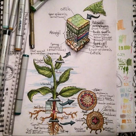 herbaceouswoodys: “ Plant physiology class review. If you’re anything like me its so much easier to draw stuff than to try and remember it. ” Plant Physiology Art, Plant Physiology Notes, Botany Notes, Plants Study, Biology Drawing, Plant Sketch, Biology Plants, Plant Physiology, Plant Study