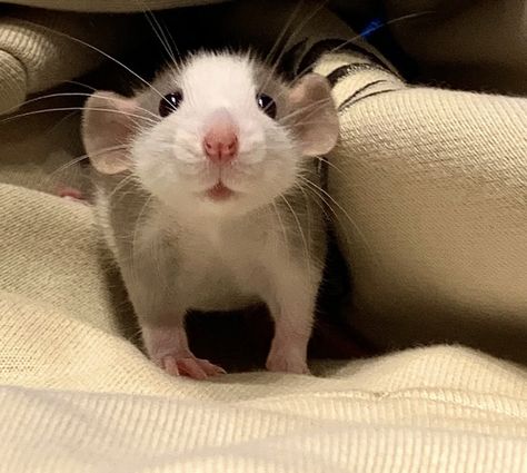 Rattus Rattus, Baby Rats, Funny Rats, Fancy Rat, Cute Rats, Pet Mice, Cute Hamsters, Pet Rats, Pretty Animals