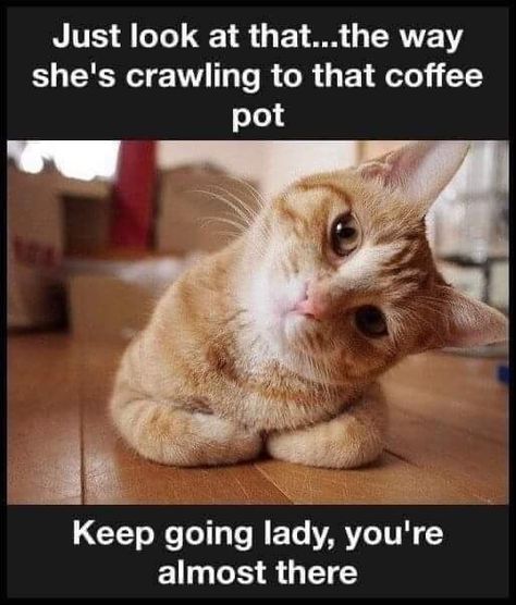 Coffee Funny Humor Hilarious, Friday Coffee Humor, Working Humor, Morning Meme, Grumpy Cat Christmas, Coffee Jokes, Friday Coffee, Coffee Meme, Funny Day Quotes