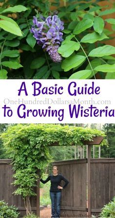 Growing Wisteria, Wisteria How To Grow, Wisteria Trellis, Wisteria Pergola, Wisteria Garden, Wisteria Plant, Wisteria Tree, Garden Vines, Organic Vegetable Garden