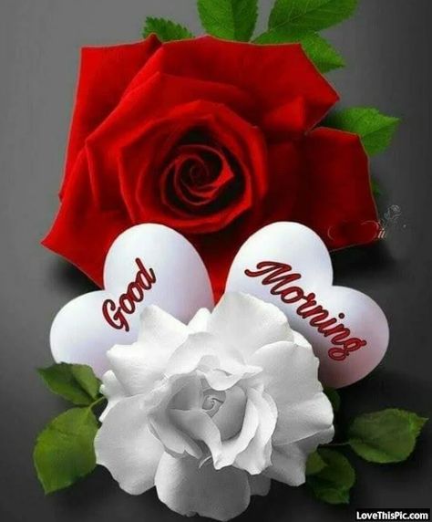 Sweet Good Morning Images, Good Morning Rose Images, Good Morning Sister, Quotes Good Morning, Morning Rose, Good Morning Happy Sunday, Good Morning Roses, Good Morning Beautiful Flowers, Good Morning Wallpaper