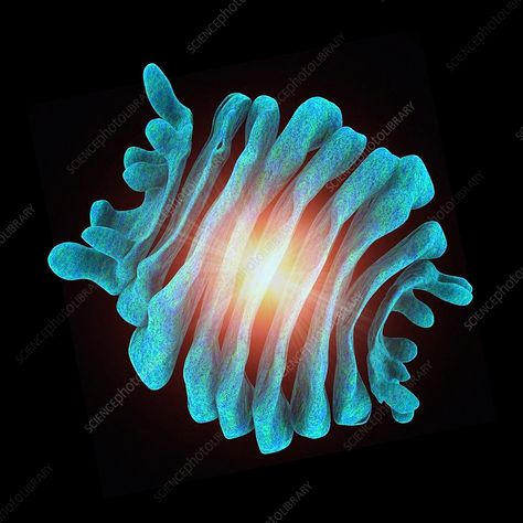 Golgi apparatus, artwork - Stock Image - C015/6764 - Science Photo Library Golgi Apparatus Diagram, Golgi Apparatus, Human Cell, Library Website, Cell Biology, Science Photos, The Cell, Buy Prints, Photo Library