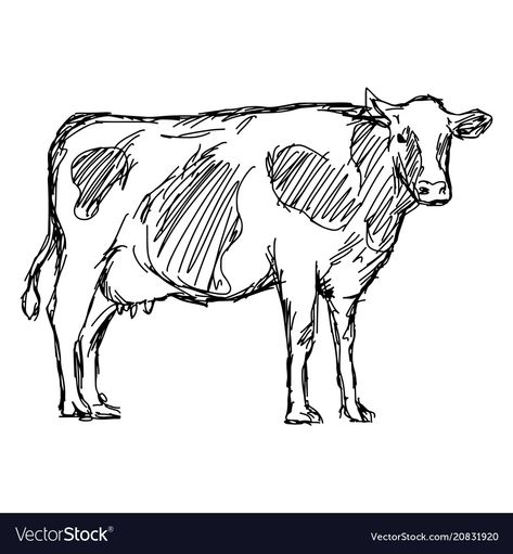 Cow Drawing Easy, Doodles Hand, Cow Sketch, Cow Tattoo, Cow Vector, Cow Illustration, Cow Drawing, Sketches Doodles, Farm Logo