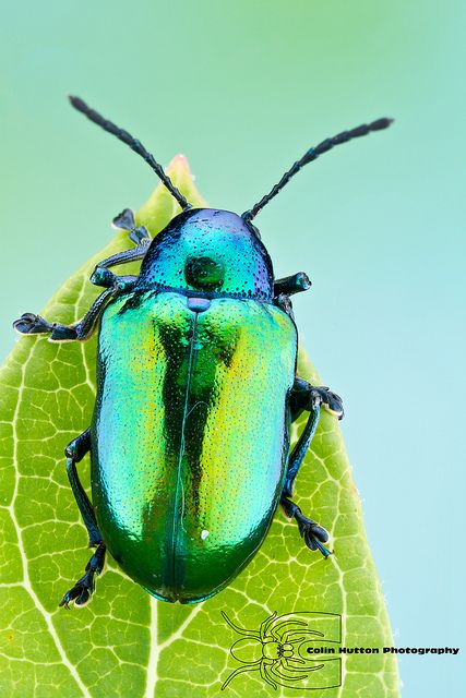 Scarab Beetle Photography, Beautiful Insects Photography, Dogbane Beetle, Insects Photo, Bugs Photography, Beetle Photo, Beautiful Beetles, Bug Photography, Macro Fotografia