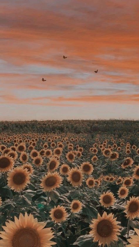 Sunflower And Cow Wallpaper, Sunflower And Bee Wallpaper, Sunflower Lockscreen Iphone Wallpapers, Fall Lockscreen Iphone Wallpaper, Sunflower Lockscreen, Western Lockscreen, Sunflower Field Wallpaper, Faith Aesthetic Wallpaper, Sunset Lockscreen